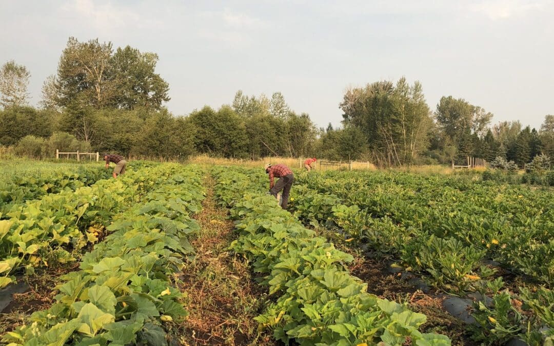 Soundscapes of Farming at Gallatin Valley Botanical