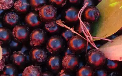 Montana Berry Growers Association