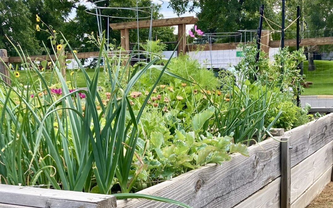 Growing the Community by Growing Food | AERO 2023 Jane Kile Memorial Scholarship Awarded to Helena Community Gardens