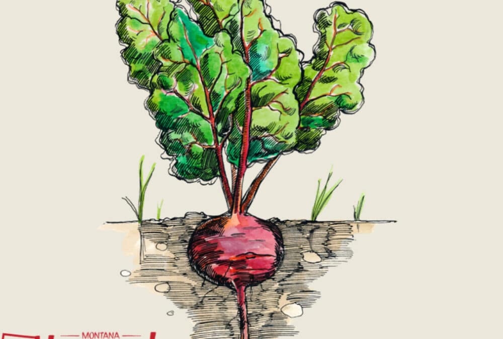 Celebrate National Farmers Market Week with Harvest of the Month!