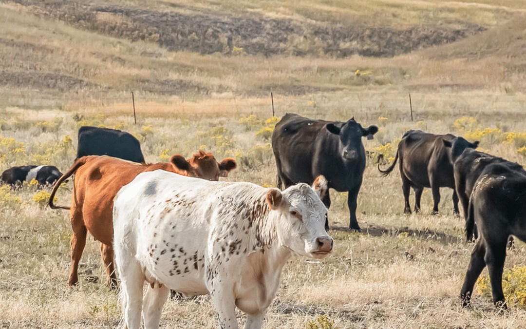 Together, We’re Building a Healthier Montana
