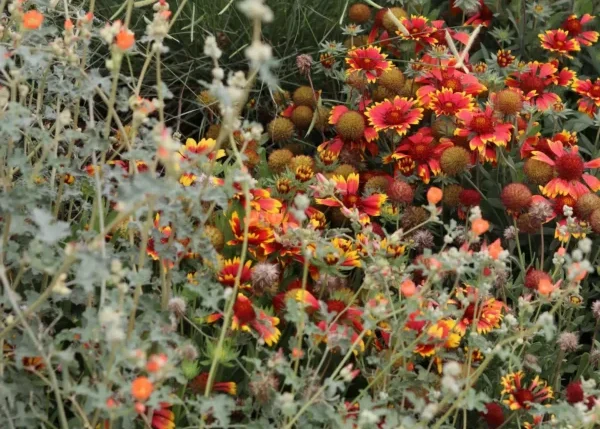 rewild your backyard